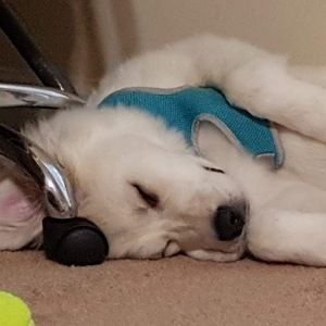 Meet your Posher, Grace